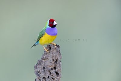 Gouldian Finch - Male Red-faced on Termite Mound.