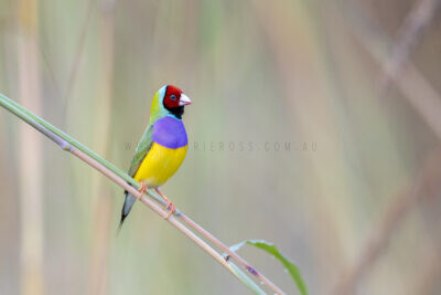 Gouldian Finch - Male red-faced1