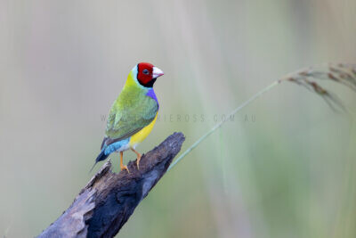 Gouldian Finch - Male red-faced2