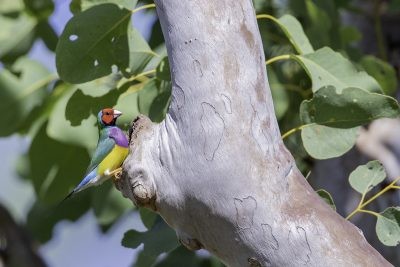 Gouldian Finch - Visiting nest hollow