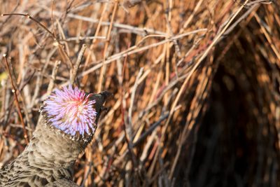 Great Bowerbird - Displaying Pink (Chlamydera nuchalis)