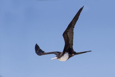 Great Frigatebird - In Flight (Fregata minor)