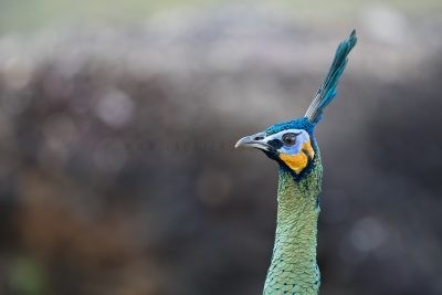 Green Peafowl - Portrait