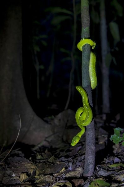 Green Tree Python (157)