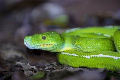 Green Tree Python - Profile