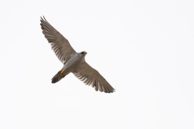 Grey Falcon (Falco hypoleucos) - In Flight