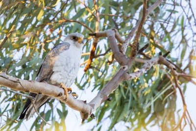 Grey Falcon - Male (Falco hypoleucos)