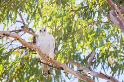 Grey Falcon - Male (Falco hypoleucos)1