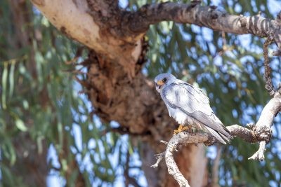 Grey Falcon - Male (Falco hypoleucos)2