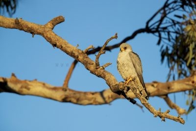 Grey Falcon - Male (Falco hypoleucos)4