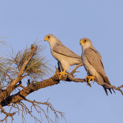 Falcons, Hawks, Eagles, Osprey and Kites