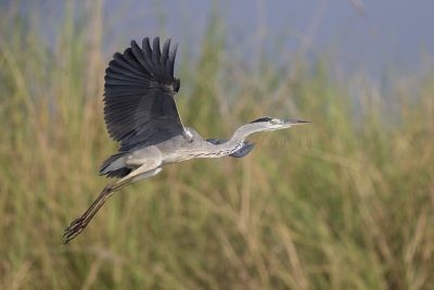 Grey Heron - In flight