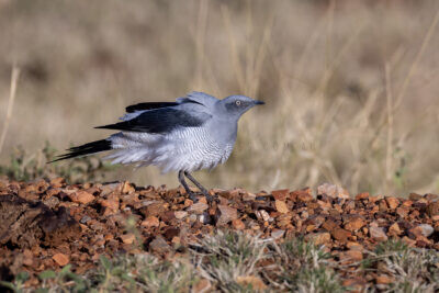 Ground Cuckoo-shrike - Adult