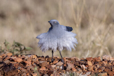 Ground Cuckoo-shrike - Adult1