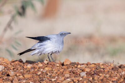 Ground Cuckoo-shrike - Adult5