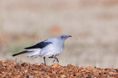 Ground Cuckoo-shrike - Adult6