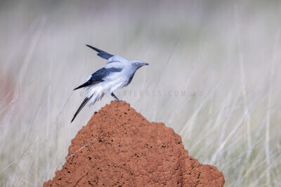 Ground Cuckoo-shrike - Adult7