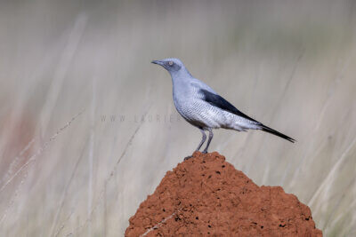 Ground Cuckoo-shrike - Adult9