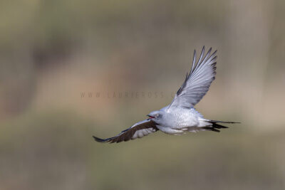 Ground Cuckoo-shrike - In Flight
