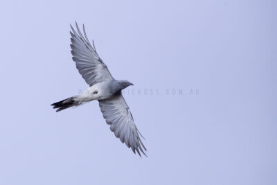 Ground Cuckoo-shrike - In flight
