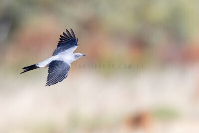 Ground Cuckoo-shrike - In Flight3