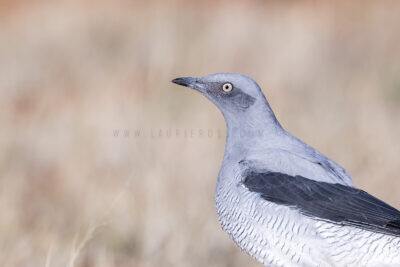 Ground Cuckoo-shrike - Portrait