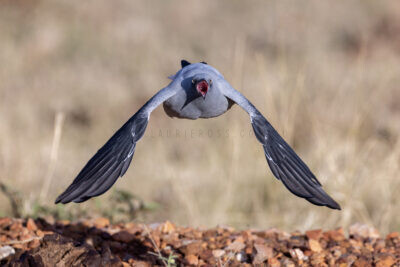 Ground Cuckoo-shrike - Taking Flight