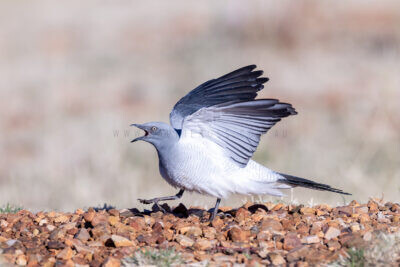 Ground Cuckoo-shrike - Wing Displaying