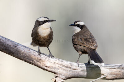 Pseudo-babblers and Logrunners