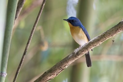Hill Blue-flycatcher (Cyornis banyumas)
