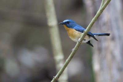 Hill Blue-flycatcher - Male (Cyornis banyumas)1