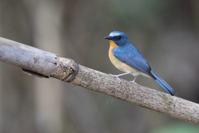 Hill Blue-flycatcher - Male (Cyornis banyumas)2