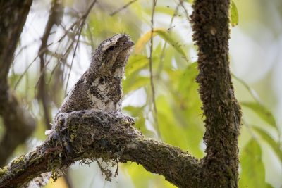 Hodgson's Frogmouth - On a nest (Batrachostomus hodgsoni)