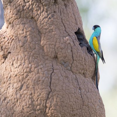 Parrots, Lorikeets, Rosellas, Cockatoos & Corellas