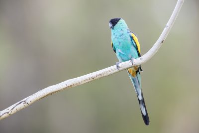 Hooded Parrot - Male (Psephotus dissimilis)