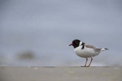 Hooded Plover (Thinornis cucullatus) 2
