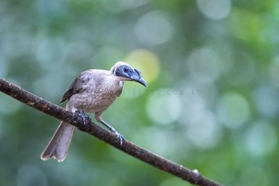 Hornbilled Friarbird