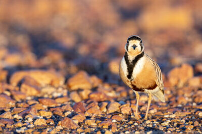 Inland Dotterel - Adult Male3