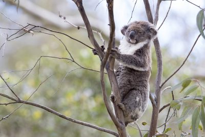 Koala - Queensland