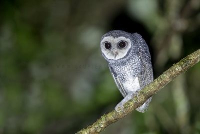 Lesser Sooty Owl (Tyto tenebricosa multipunctata)
