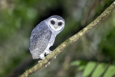 Lesser Sooty Owl (46)