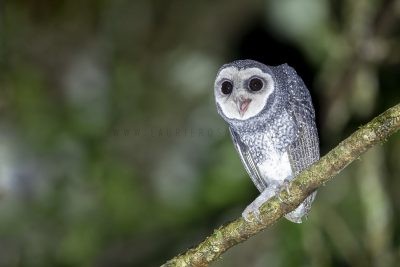 Lesser Sooty Owl - Calling