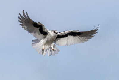 Letter-winged Kite - Female