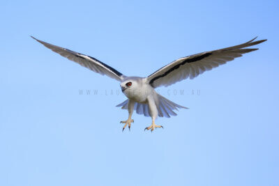 Letter-winged Kite - Female Flight