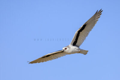 Letter-winged Kite - Female in flight