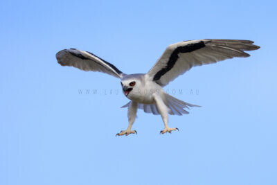 Letter-winged Kite - Female in flight2