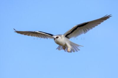 Letter-winged Kite - Female in flight4