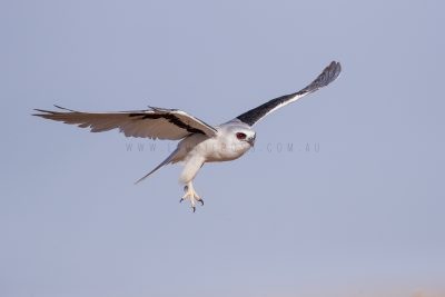 Letter-winged Kite - In flight.3