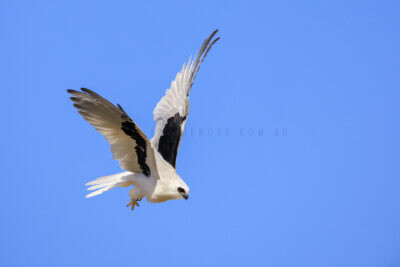 Letter-winged Kite - Male diving