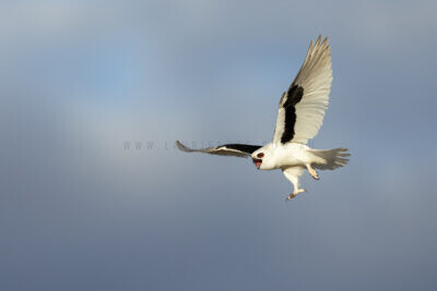 Letter-winged Kite - Male Screaming